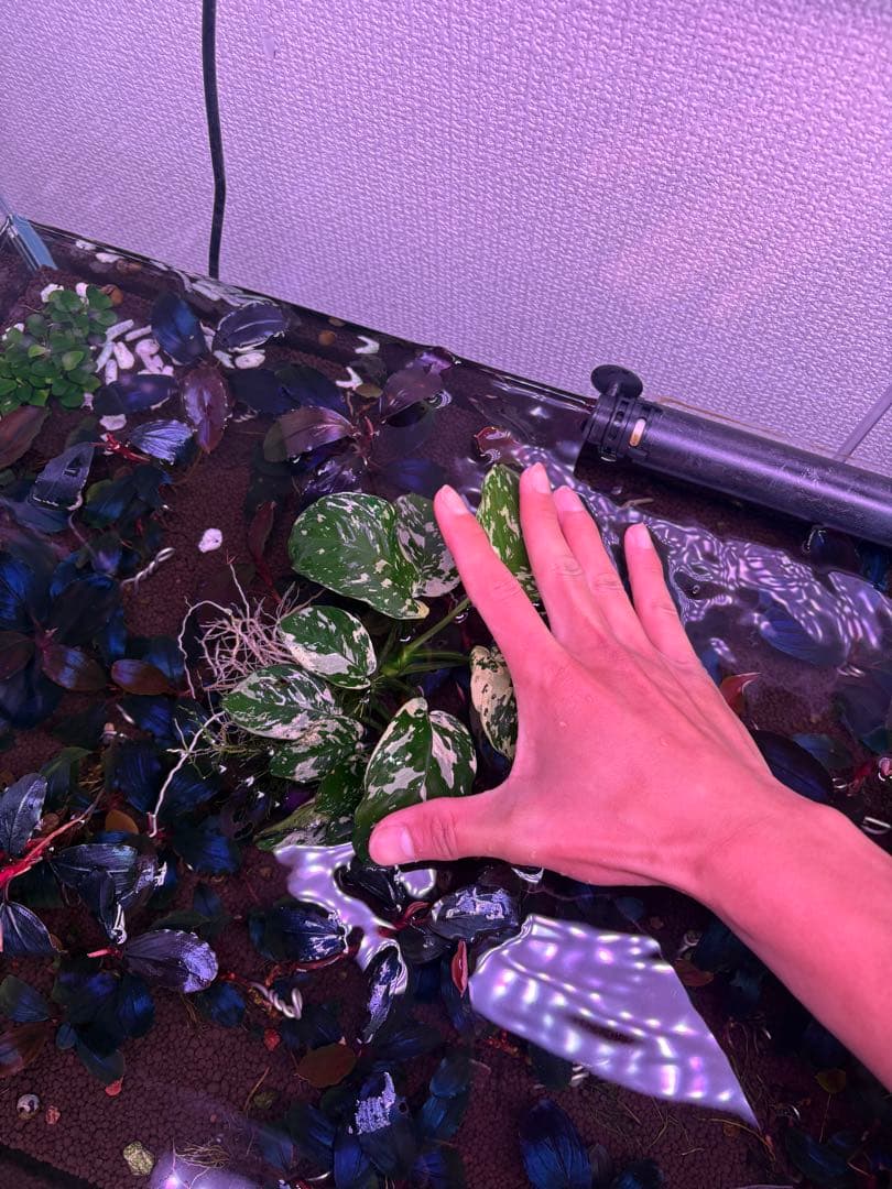 アヌビアスナナ-斑入りキング　綺麗な特大株