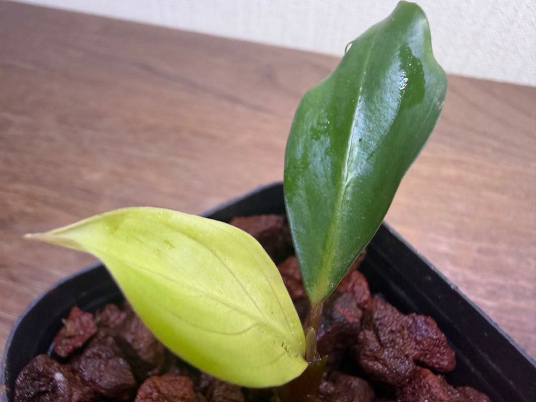 リ*ウ様 Bucephalandra sp. Malinau from kali