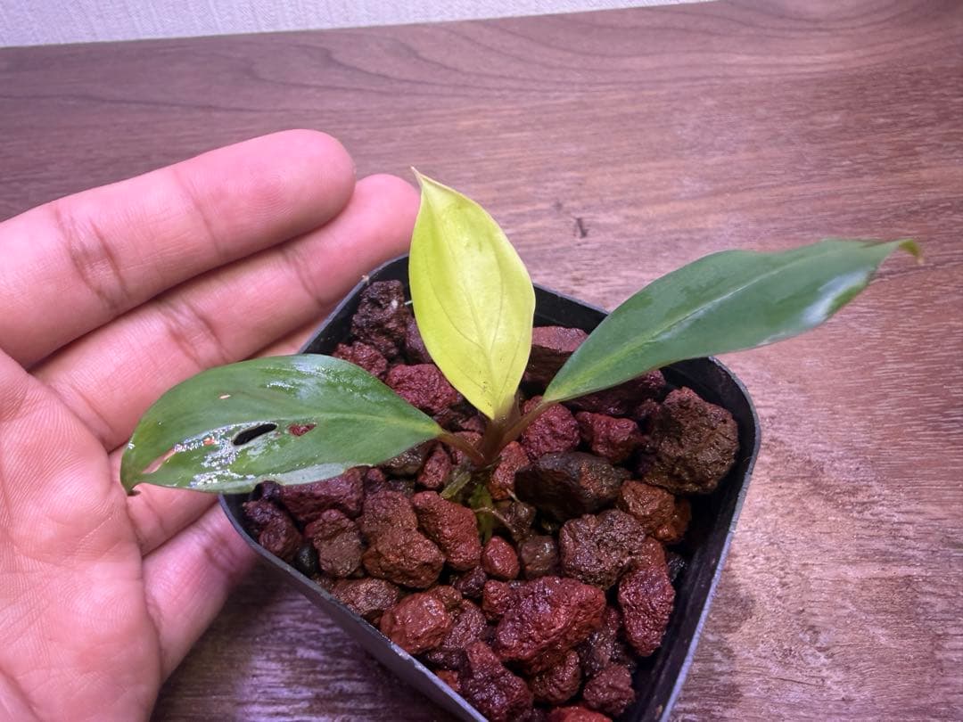 リ*ウ様 Bucephalandra sp. Malinau from kali