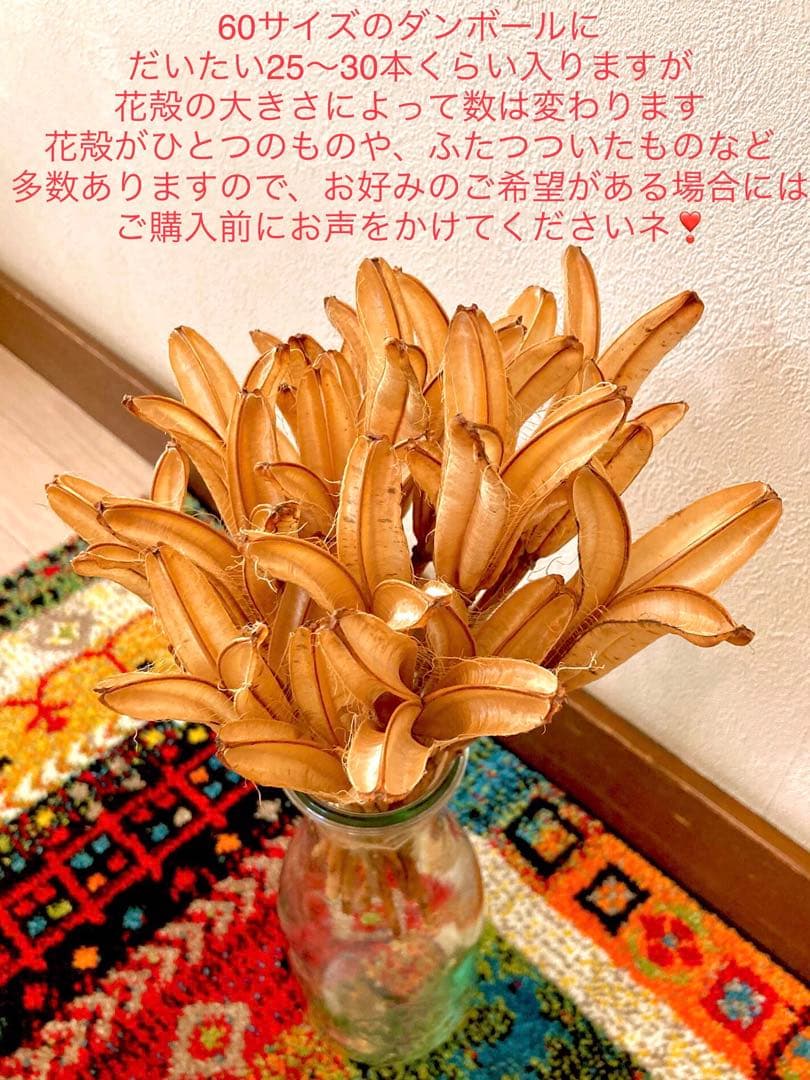 花材【天然野生＊テッポウ百合の花殻】60サイズめいっぱい！百合殼＊ドライフラワー