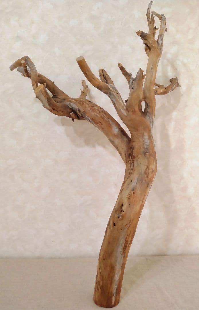 【希少】DIY・アクアリウム・パルダリウム向け特大ブランチウッド流木 約70cm