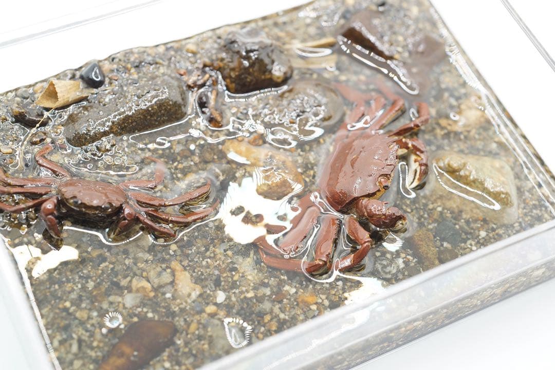 モクズガニ　箱の中のミニジオラマ(ボックスM) O01