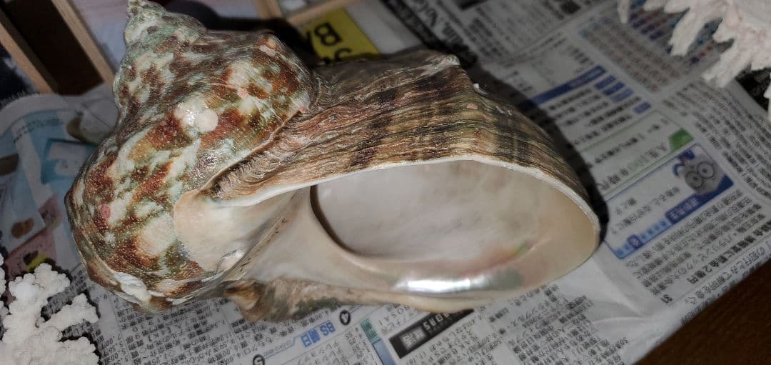 ３０センチ 貝殻　サンゴ　６個セット