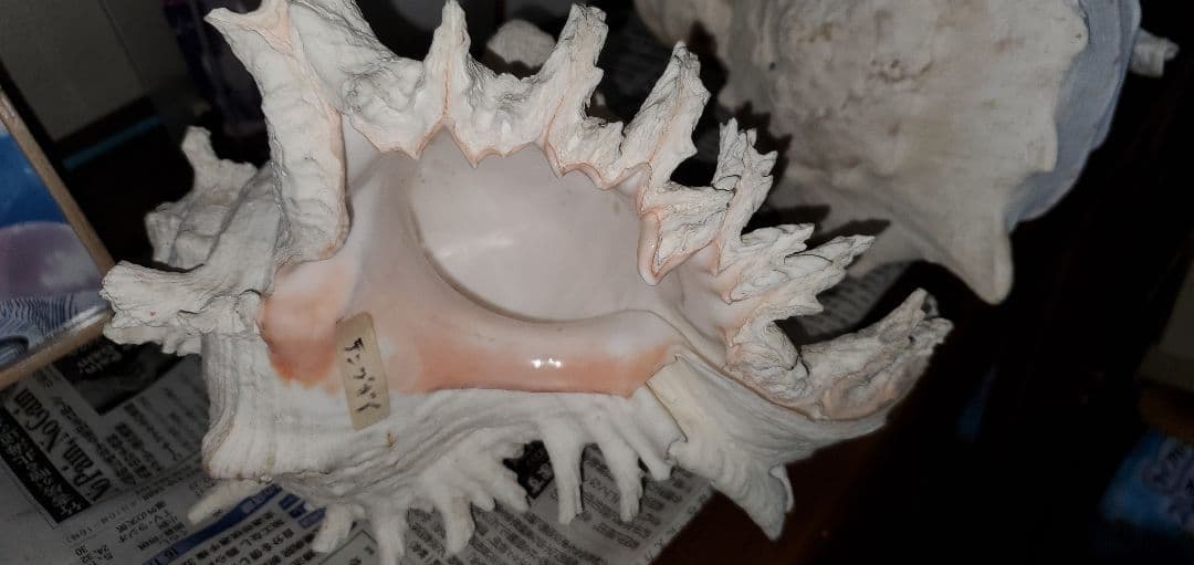 ３０センチ 貝殻　サンゴ　６個セット