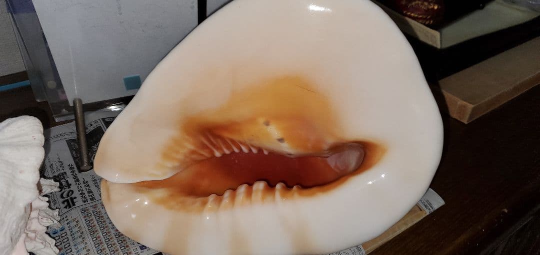 ３０センチ 貝殻　サンゴ　６個セット
