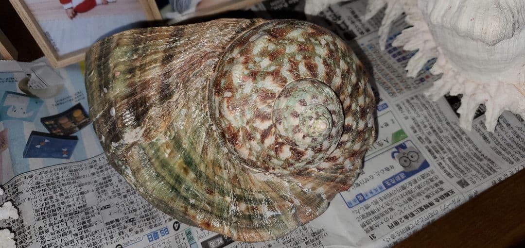 ３０センチ 貝殻　サンゴ　６個セット