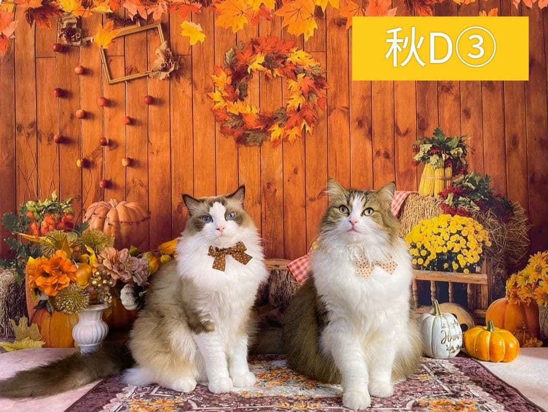 背景布【秋H】サンプル　9月お月見、ペット、トリミング撮影用　パンパスグラス