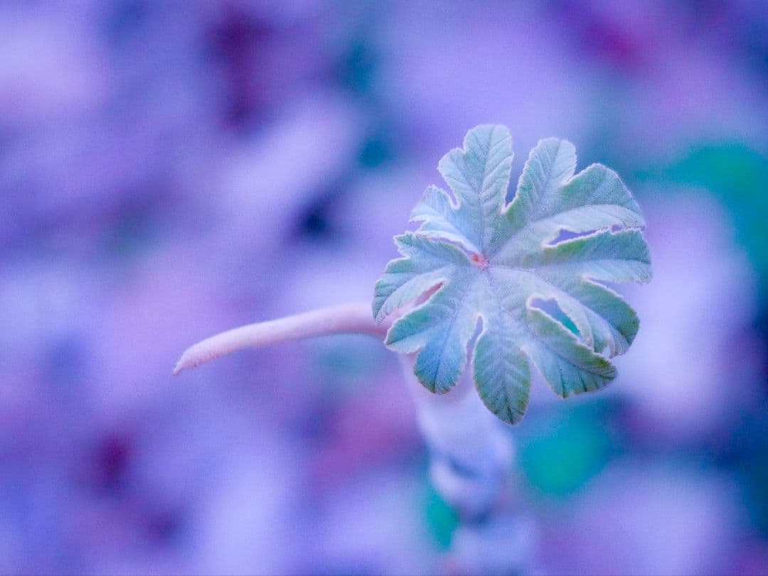 フォーサーズ18−180mmf3.5−6.3+LUMIXマイクロ変換アダプター付