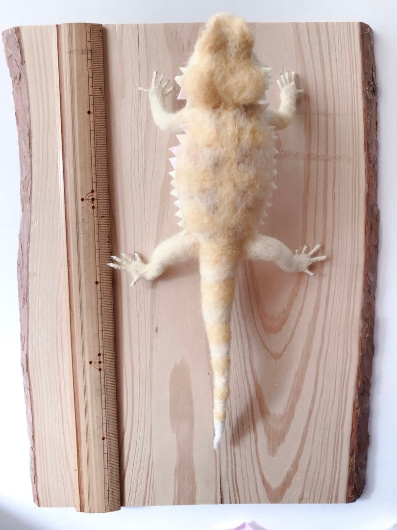 フトアゴヒゲトカゲ　イエロー