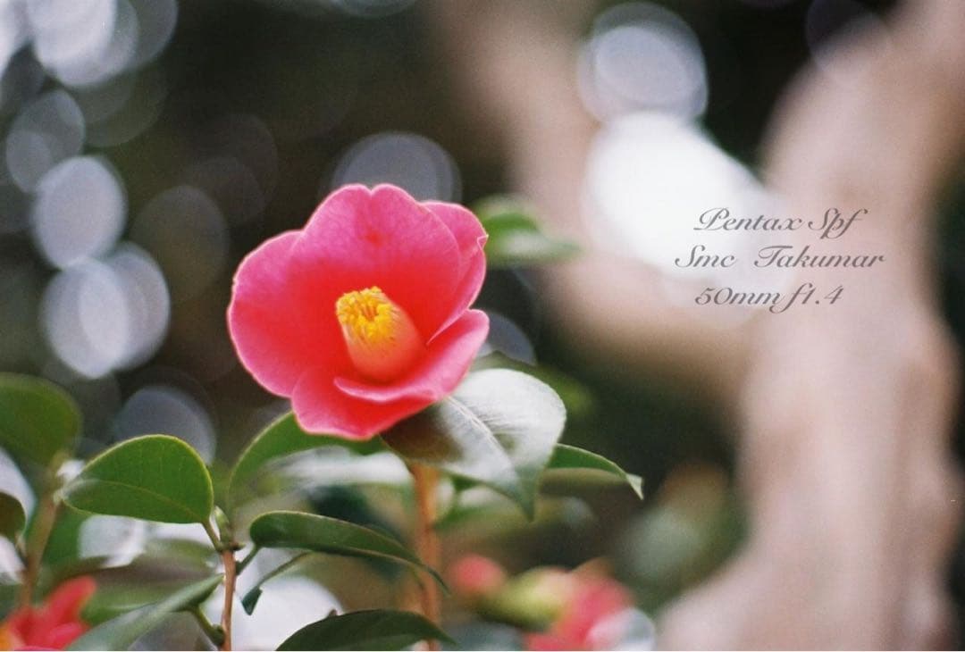 ★完動品＊美品＊初期保証★Pentax SPF/f1.4レンズセット★作例多数！