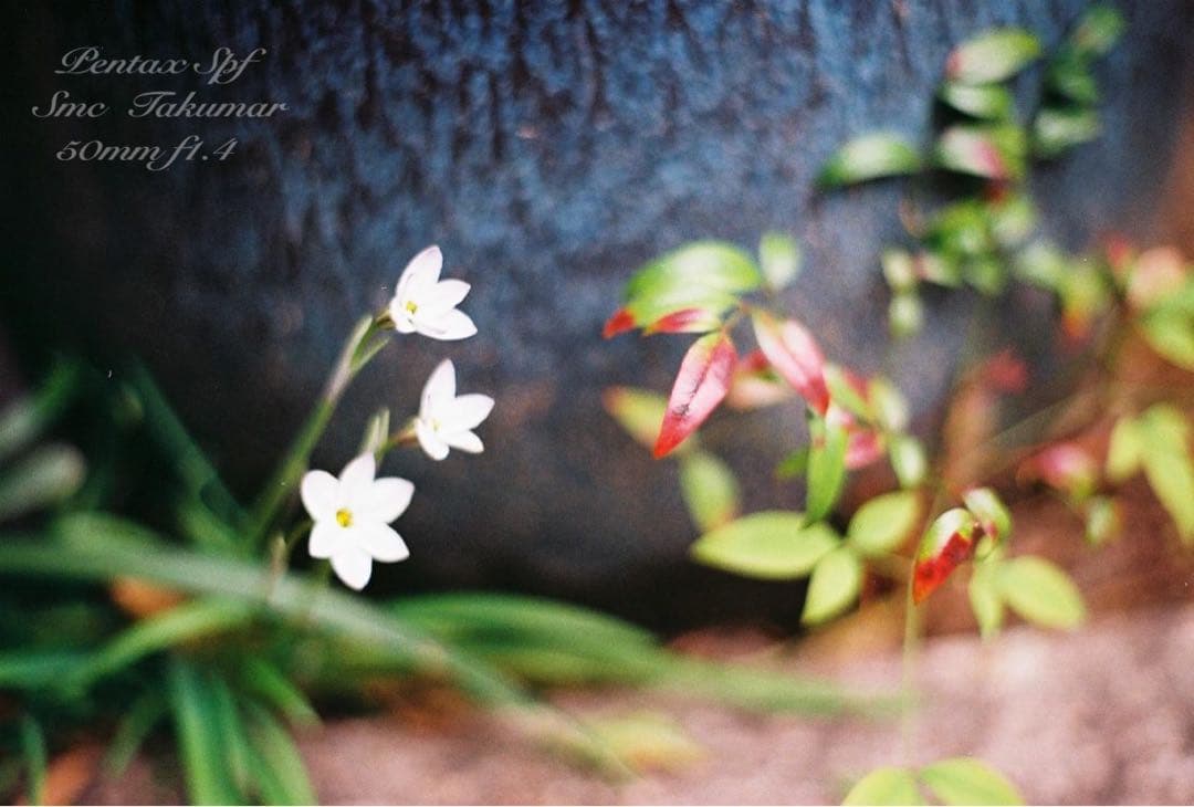 ★完動品＊美品＊初期保証★Pentax SPF/f1.4レンズセット★作例多数！