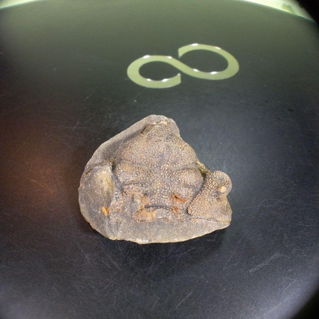 三葉虫　化石　fossil　ボリビア産　trilobite　ボリビア三葉虫郡⑦