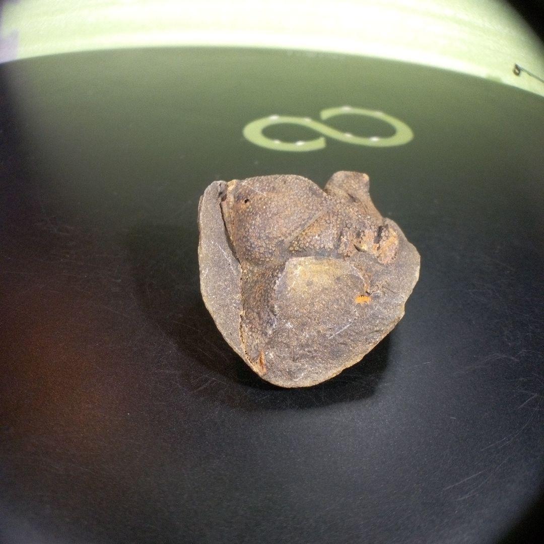 三葉虫　化石　fossil　ボリビア産　trilobite　ボリビア三葉虫郡⑦