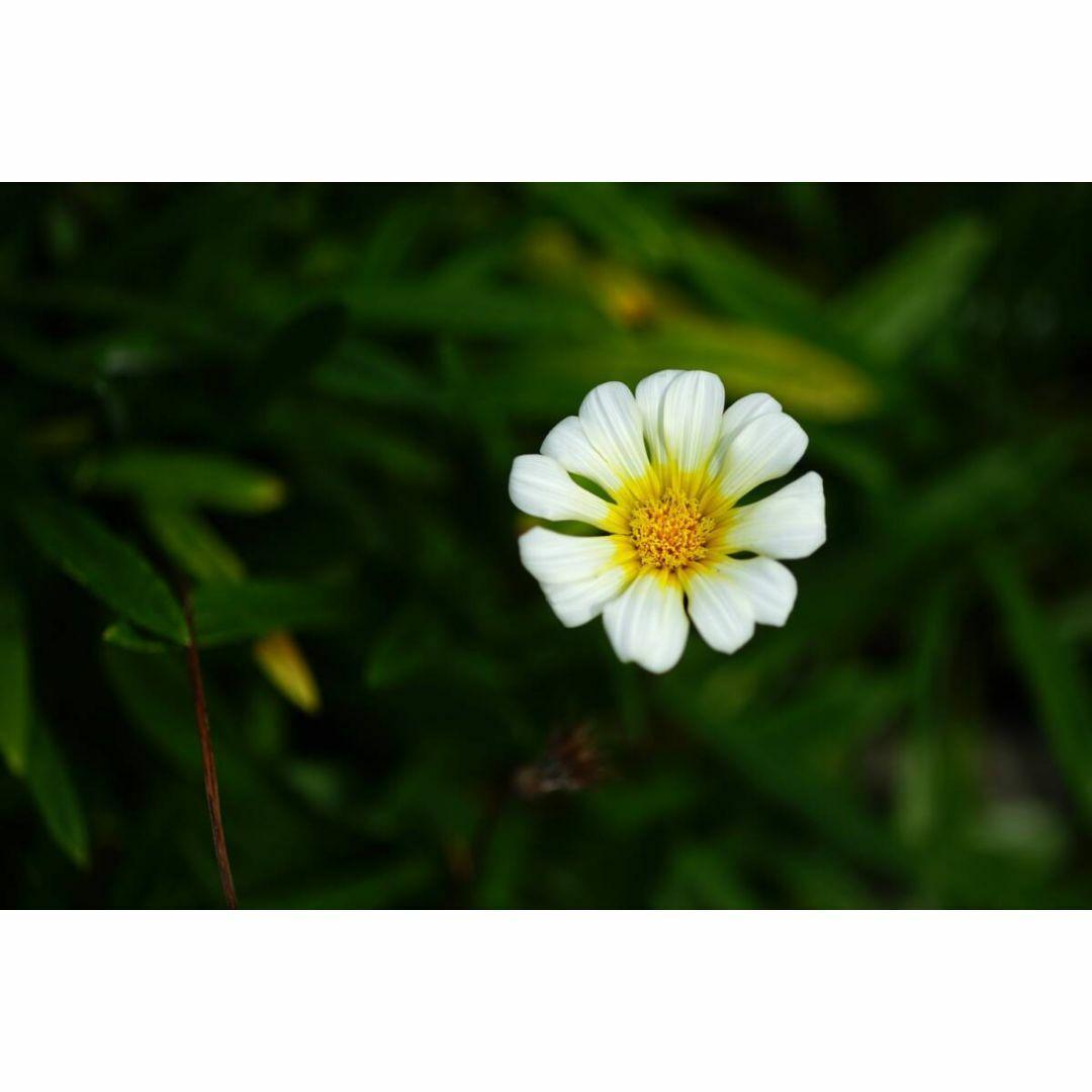 [美品/作例] Nikon AF Micro Nikkor 60mm f2.8D