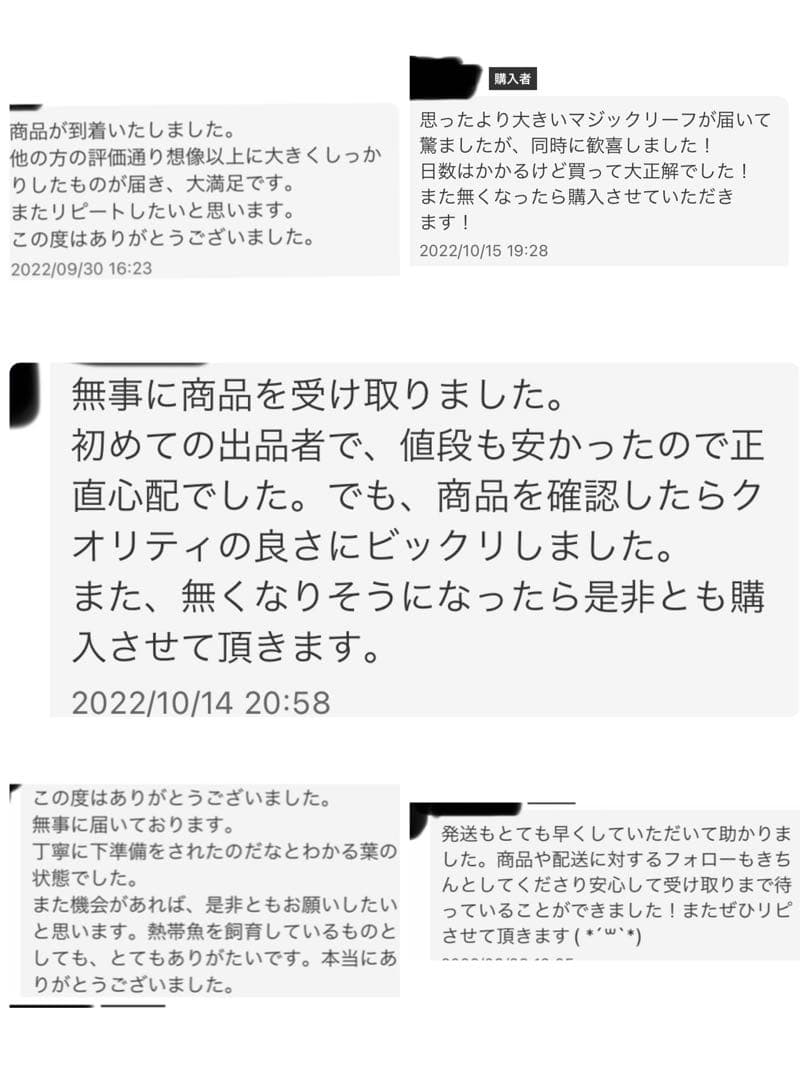 沖縄県やんばる産マジックリーフ 1kg UV殺菌灯照射済み②