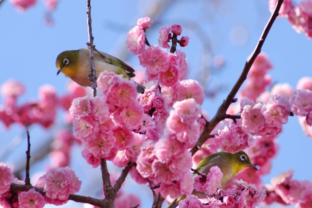 キヤノン Canon EF75-300mm F4-5.6 Ⅲ USM
