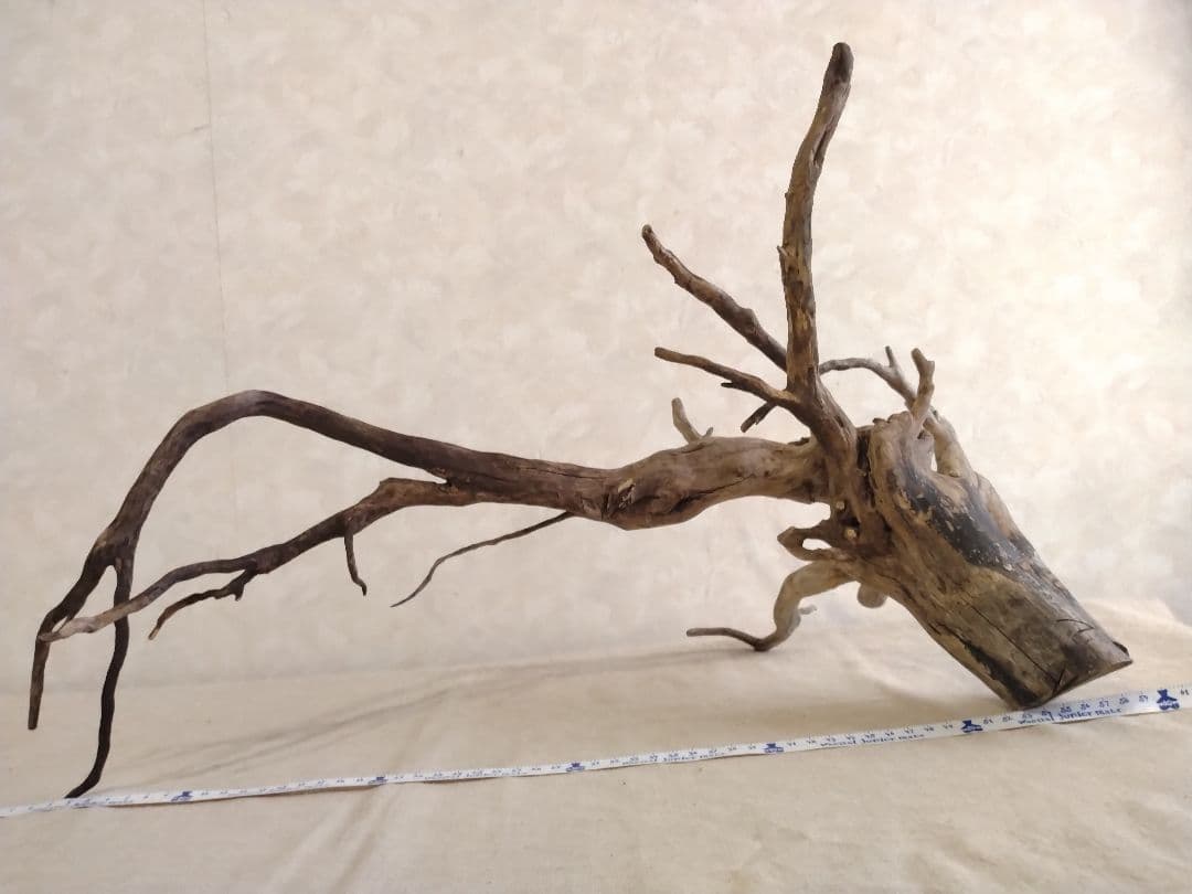 【希少】アクアリウム・DIY向け 特大風化塊根ブランチウッド流木（約60cm）