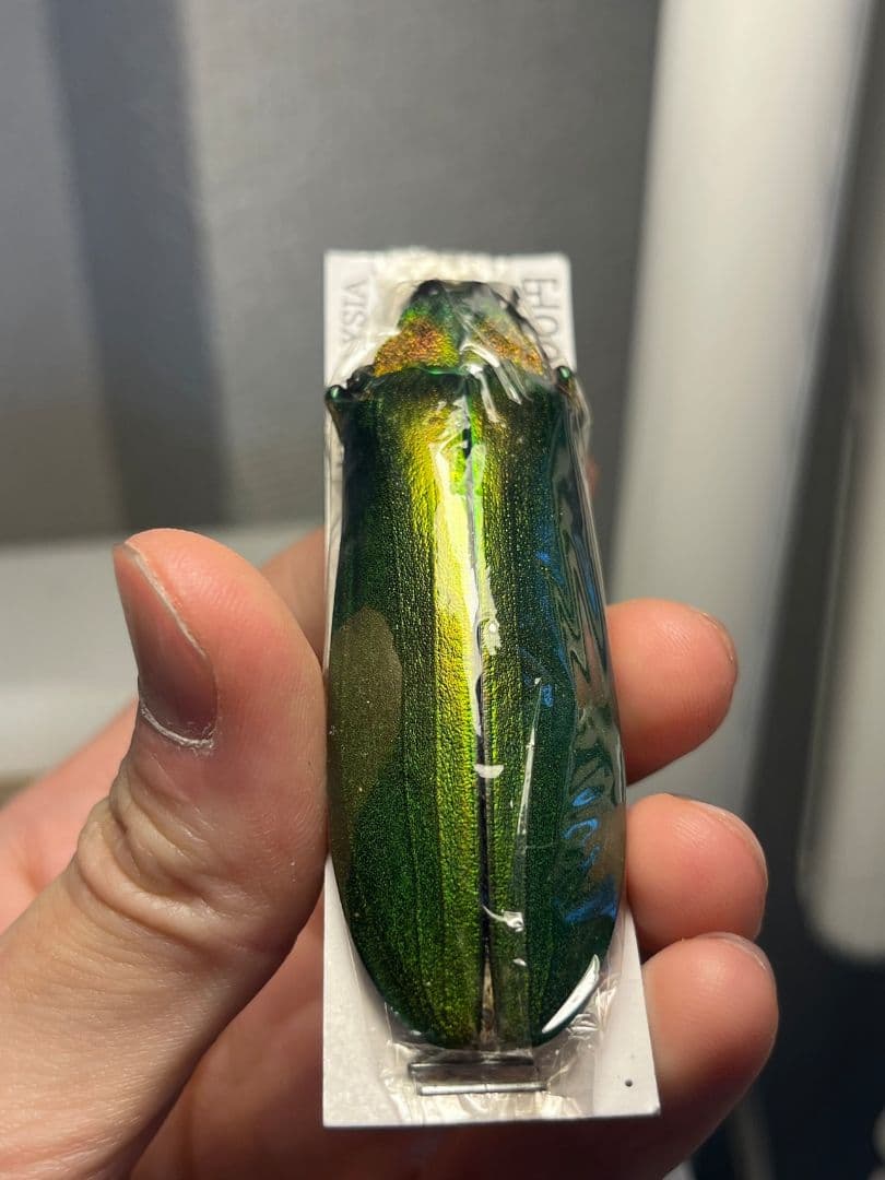 【玉虫最大種】ムモンオオルリタマムシ 標本 スハンダエプラチナコガネコブハムシ