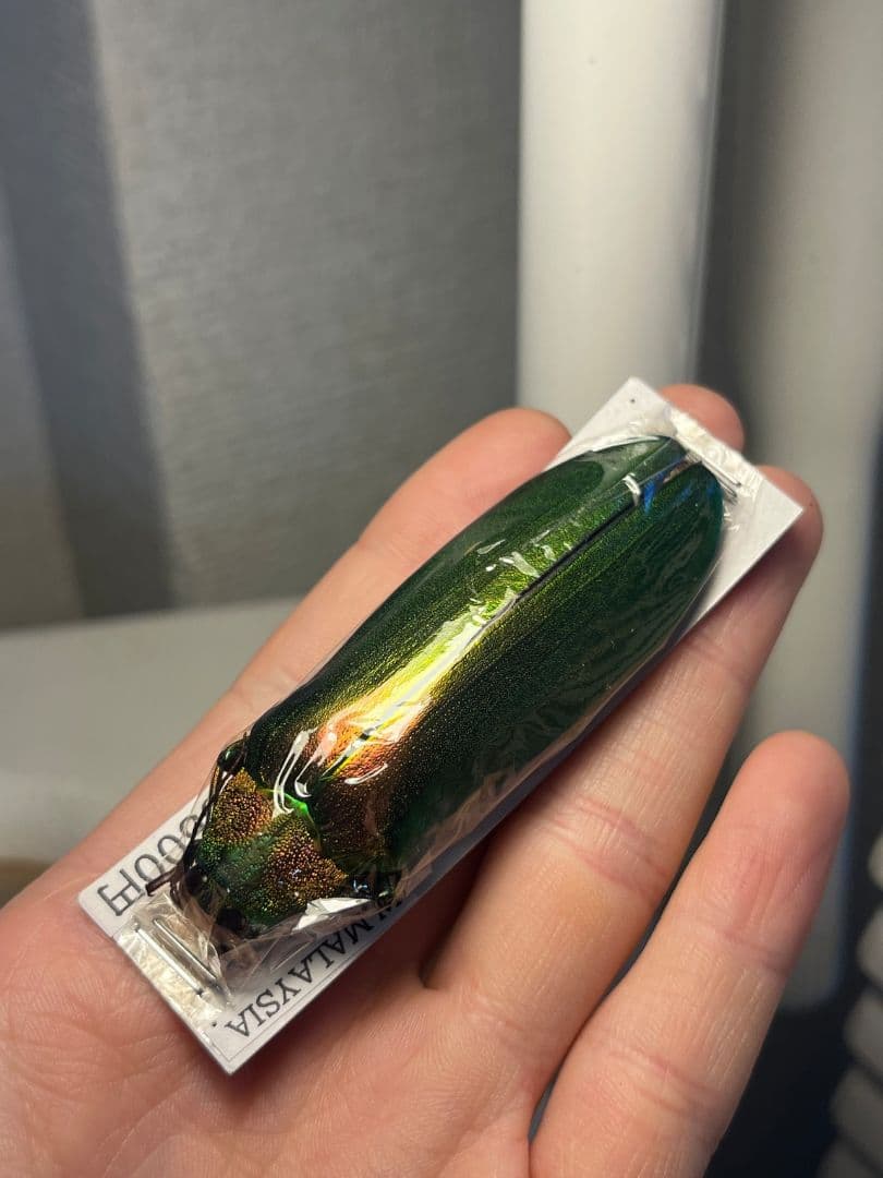 【玉虫最大種】ムモンオオルリタマムシ 標本 スハンダエプラチナコガネコブハムシ