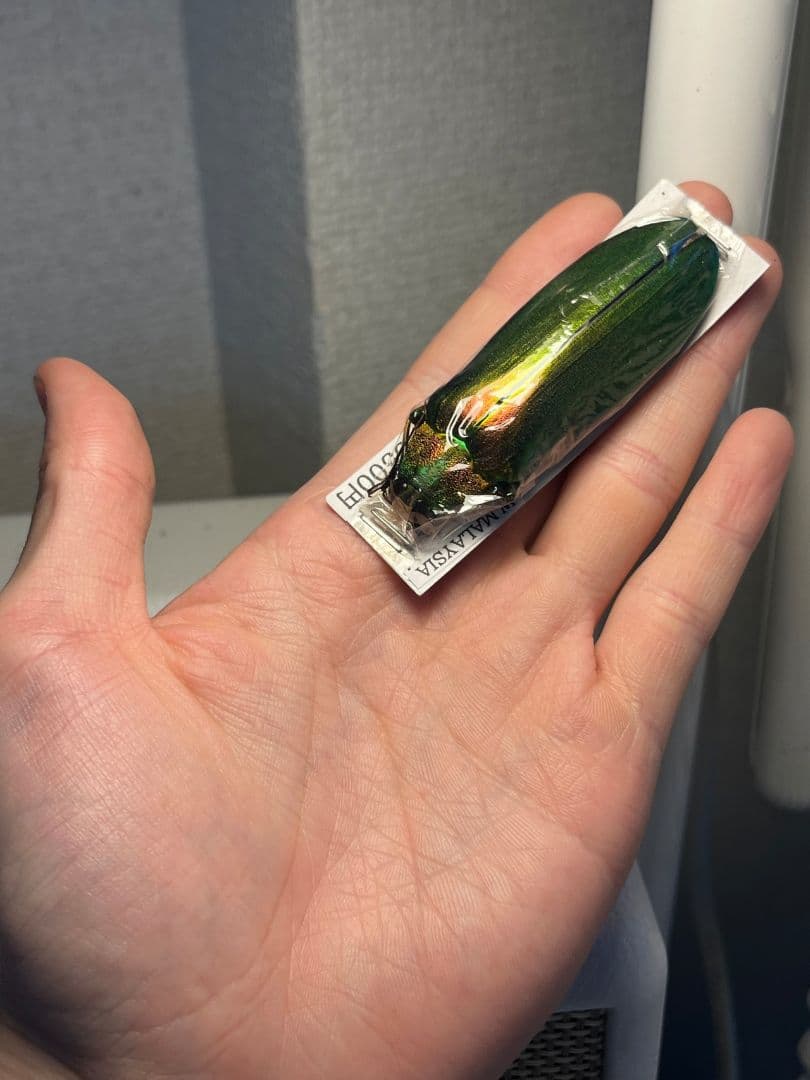 【玉虫最大種】ムモンオオルリタマムシ 標本 スハンダエプラチナコガネコブハムシ