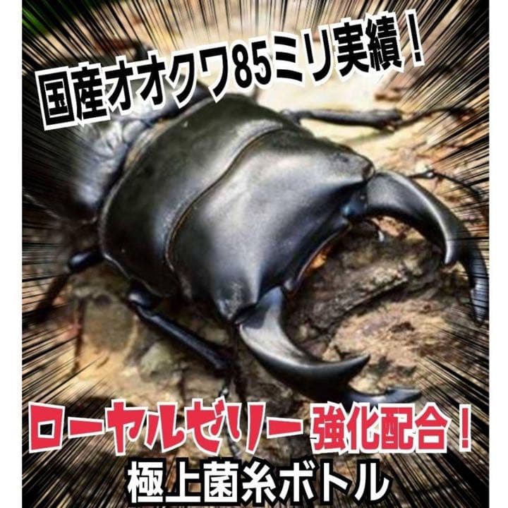 極上！ヒマラヤひらたけ菌糸ブロック【6個】トレハロース強化配合！オオクワに抜群！