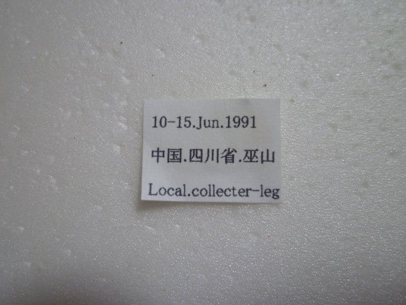 イシズカカブリモドキ♀/C.ishizukai/四川省.巫山産/43.2mm