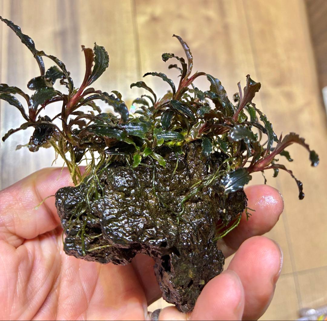 【無農薬　水中葉】ブセファランドラ　クダガン群生体　活着溶岩石　スネール無し