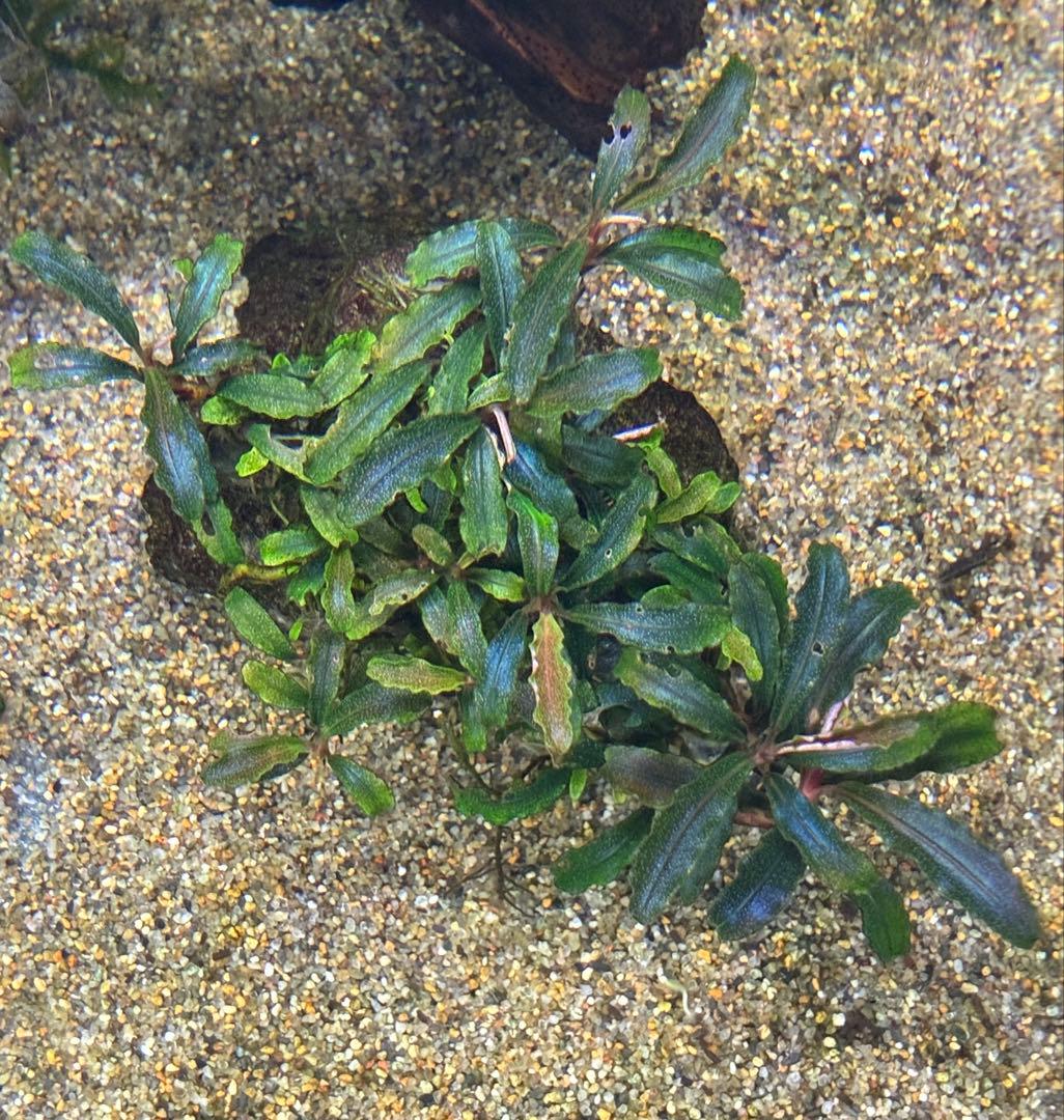 【無農薬　水中葉】ブセファランドラ　クダガン群生体　活着溶岩石　スネール無し