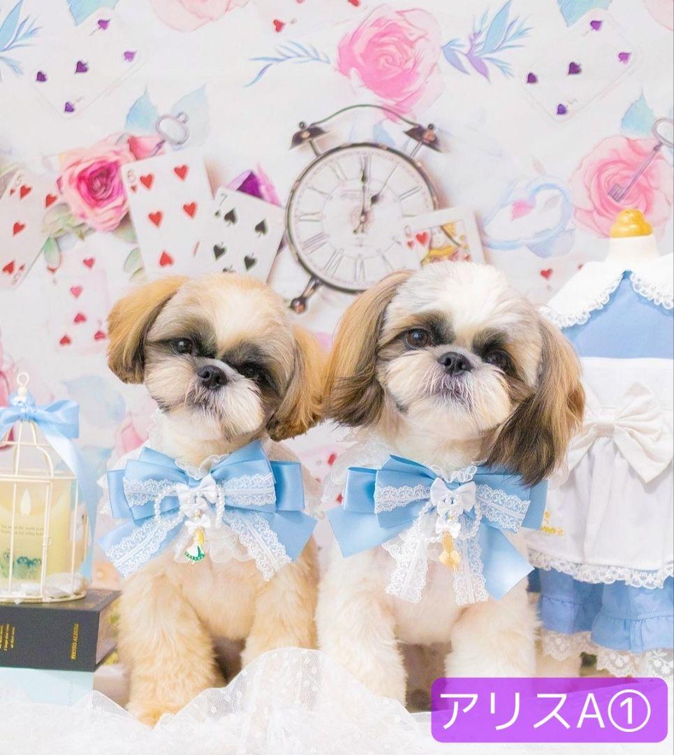 背景布【ハートO】サンプル　ペット撮影用フォトブース　バレンタインデー　縦長