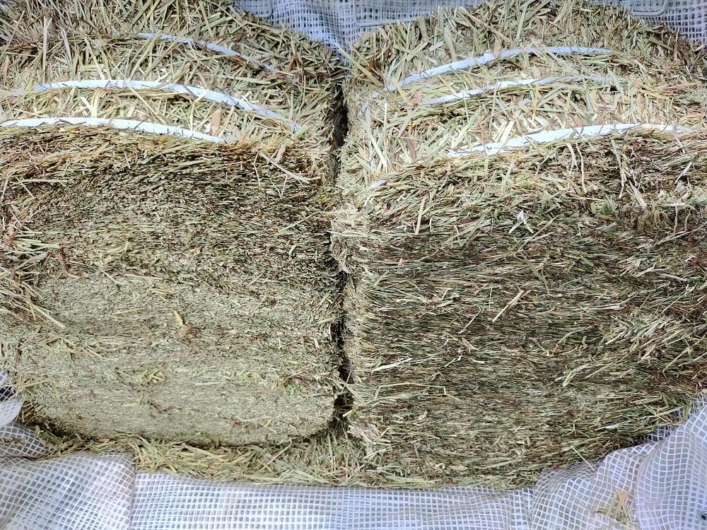 【1/14まで】 カナダ産 チモシー 30kg スーパープレミアム １番刈り
