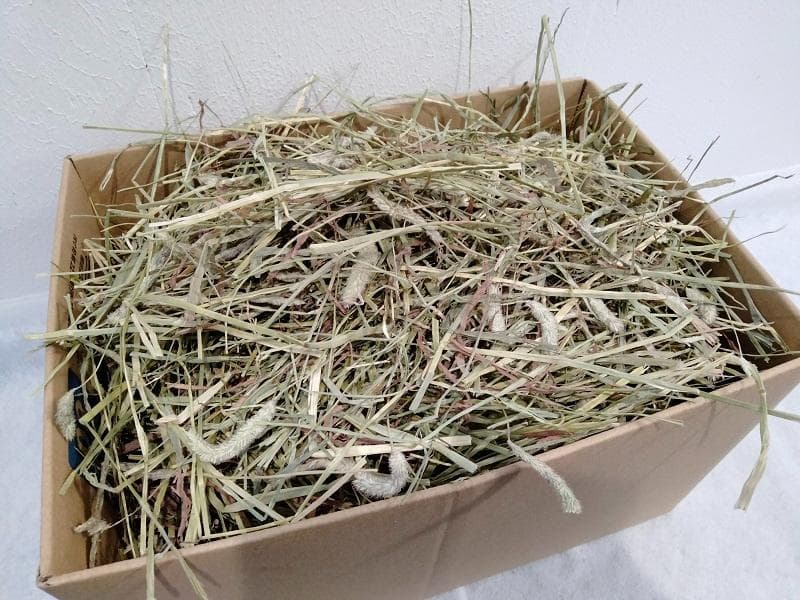 【1/14まで】 カナダ産 チモシー 30kg スーパープレミアム １番刈り