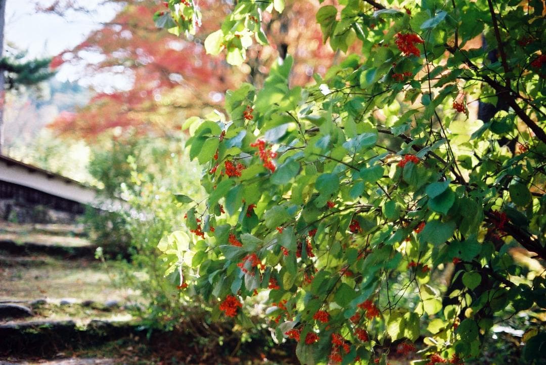 キャノンFTb前期型／FD50mmf1.8SCフード付【実写確認済整備品】