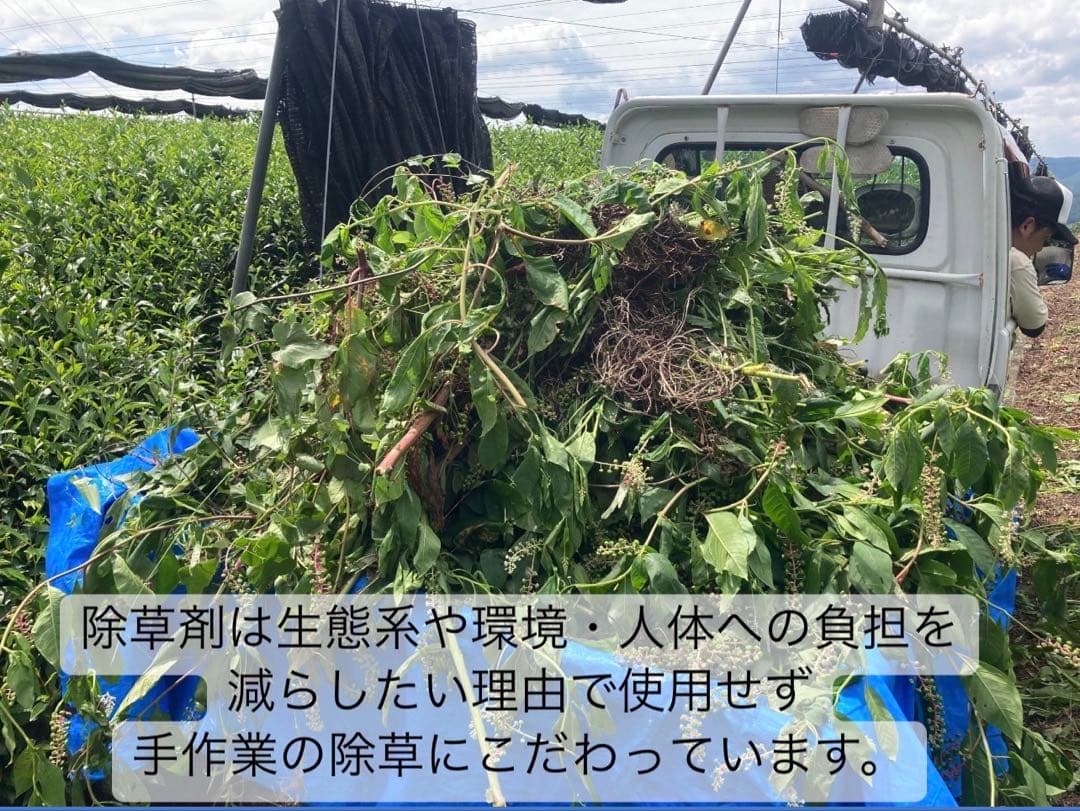 【宇治抹茶】便利な個包装スティック100本入り！溶かすだけ簡単パウダータイプ