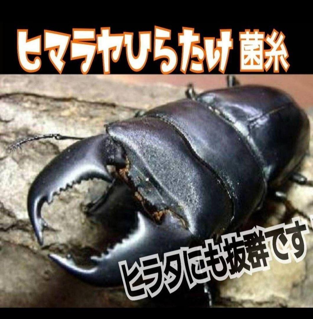 極上！ヒマラヤひらたけ菌糸瓶　特大1500ml【5本セット】トレハロース強化配合
