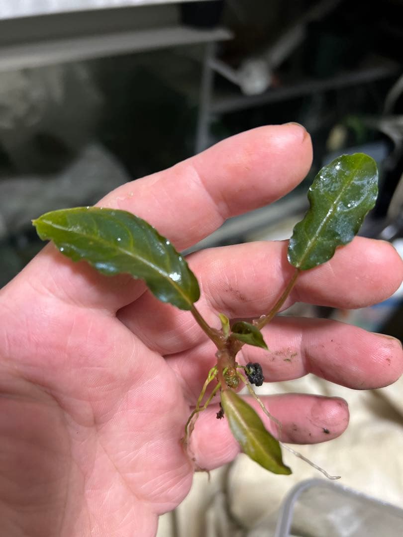水草 Ao