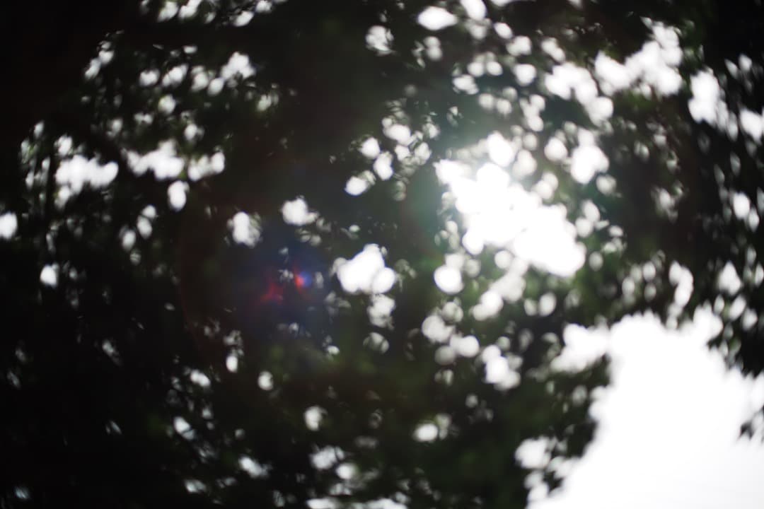 【美品】動作◎ Canon EF 50mm F1.4 USM 591