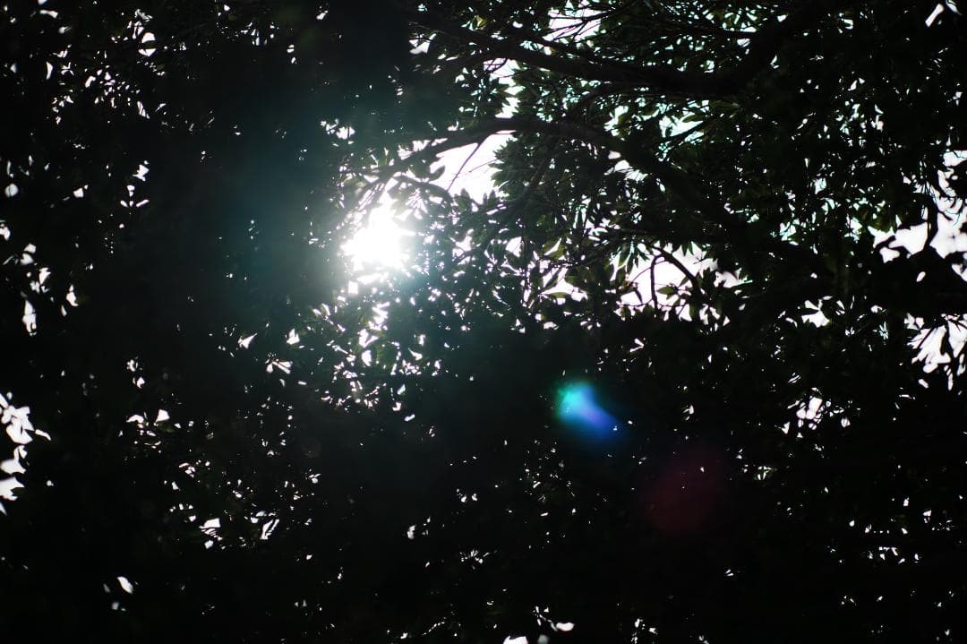 【整備＆テスト済】Nikon Ai Nikkor 105mm F2.5 052