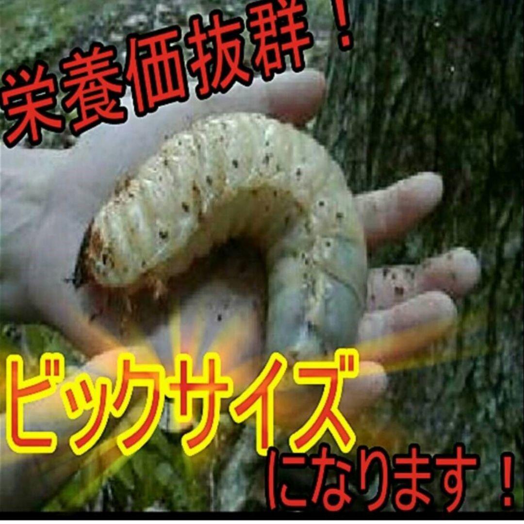 送料無料！80リットル　カブトムシ幼虫の餌！巨大化！ヒマラヤひらたけ発酵マット