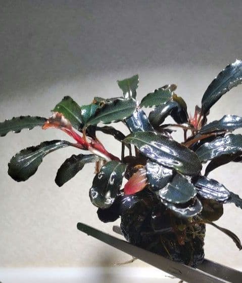 Bucephalandra ブセファランドラ群生７株セット期間限定1セット出品！