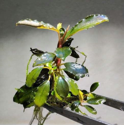 Bucephalandra ブセファランドラ群生７株セット期間限定1セット出品！