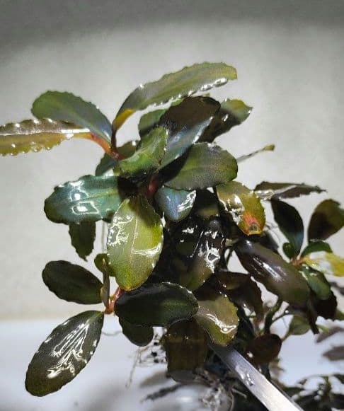 Bucephalandra ブセファランドラ群生７株セット期間限定1セット出品！