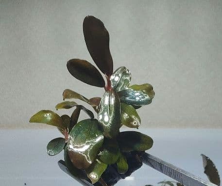 Bucephalandra ブセファランドラ群生７株セット期間限定1セット出品！