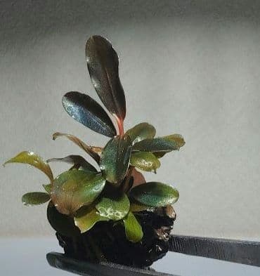Bucephalandra ブセファランドラ群生７株セット期間限定1セット出品！