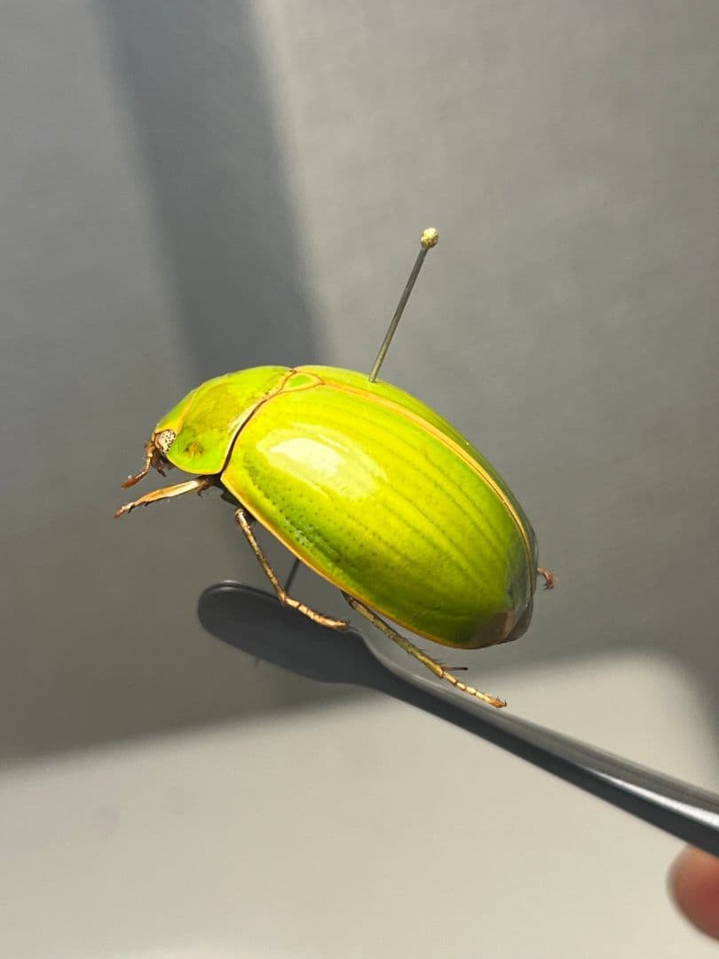 【鶯黄金希少種】枝豆感のあるパマセアタケコガネ ？ 標本 ウグイスコガネ