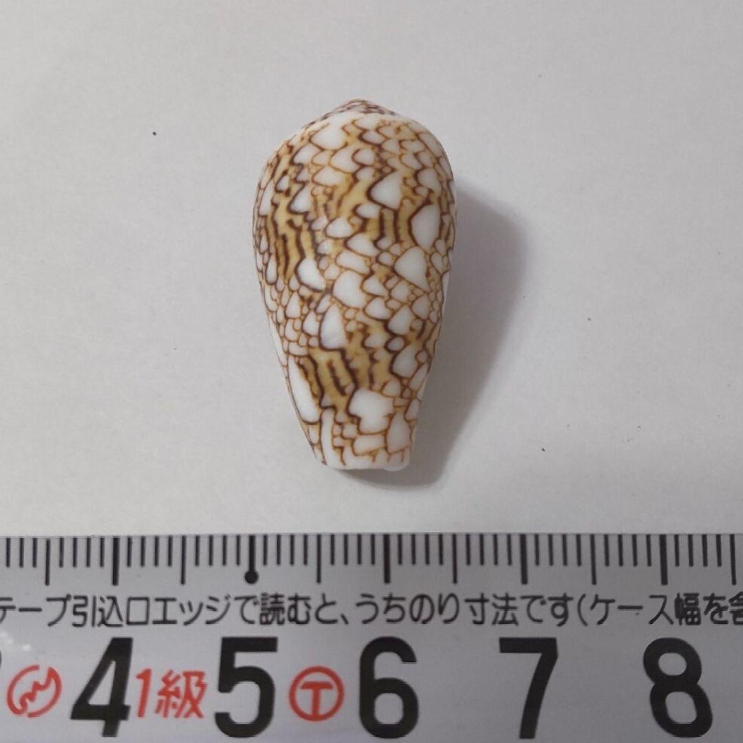 タガヤサンミナシ イモガイ タガヤサンミナシガイ マキガイ 貝がら 貝殻 貝