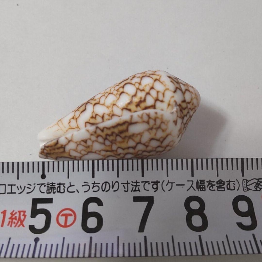 タガヤサンミナシ イモガイ タガヤサンミナシガイ マキガイ 貝がら 貝殻 貝