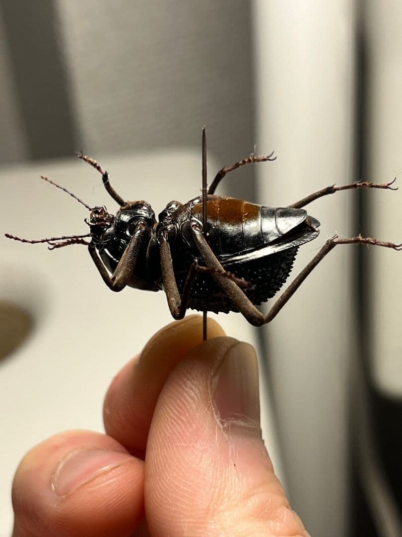 トゲヘリサバクゴミムシダマシ 標本ゾウムシ カミキリ糞虫ゴキブリコメツキカメムシ