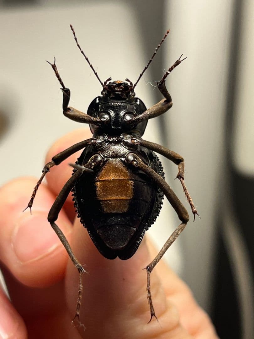 トゲヘリサバクゴミムシダマシ 標本ゾウムシ カミキリ糞虫ゴキブリコメツキカメムシ