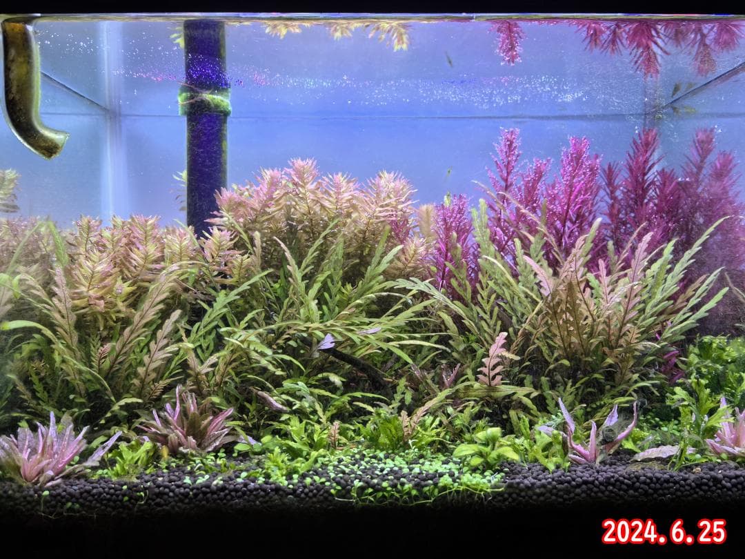2本★水草育成ライト 高輝度 LED水槽ライト 60cm水槽対応A2272