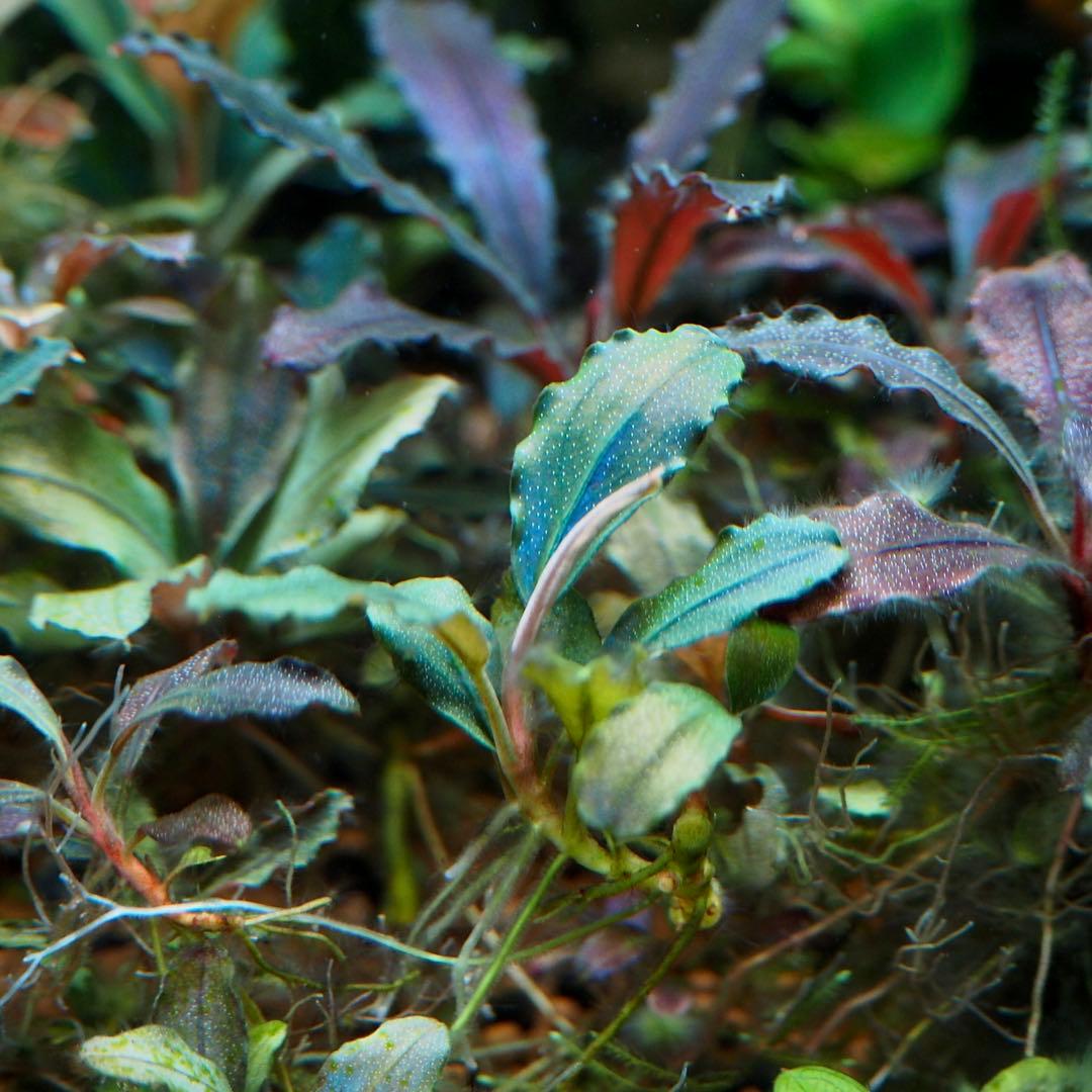 Bucephalandra sp. Ghost Kalimantan（専用）